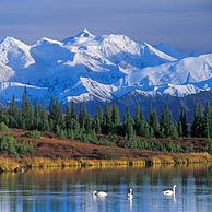 The Alaska Range and Wonder Lake with Tundra swans (Cygnus columbianus) Denali NP, Alaska, USA
<BR><BR>More images at www.arterra.be</P>
